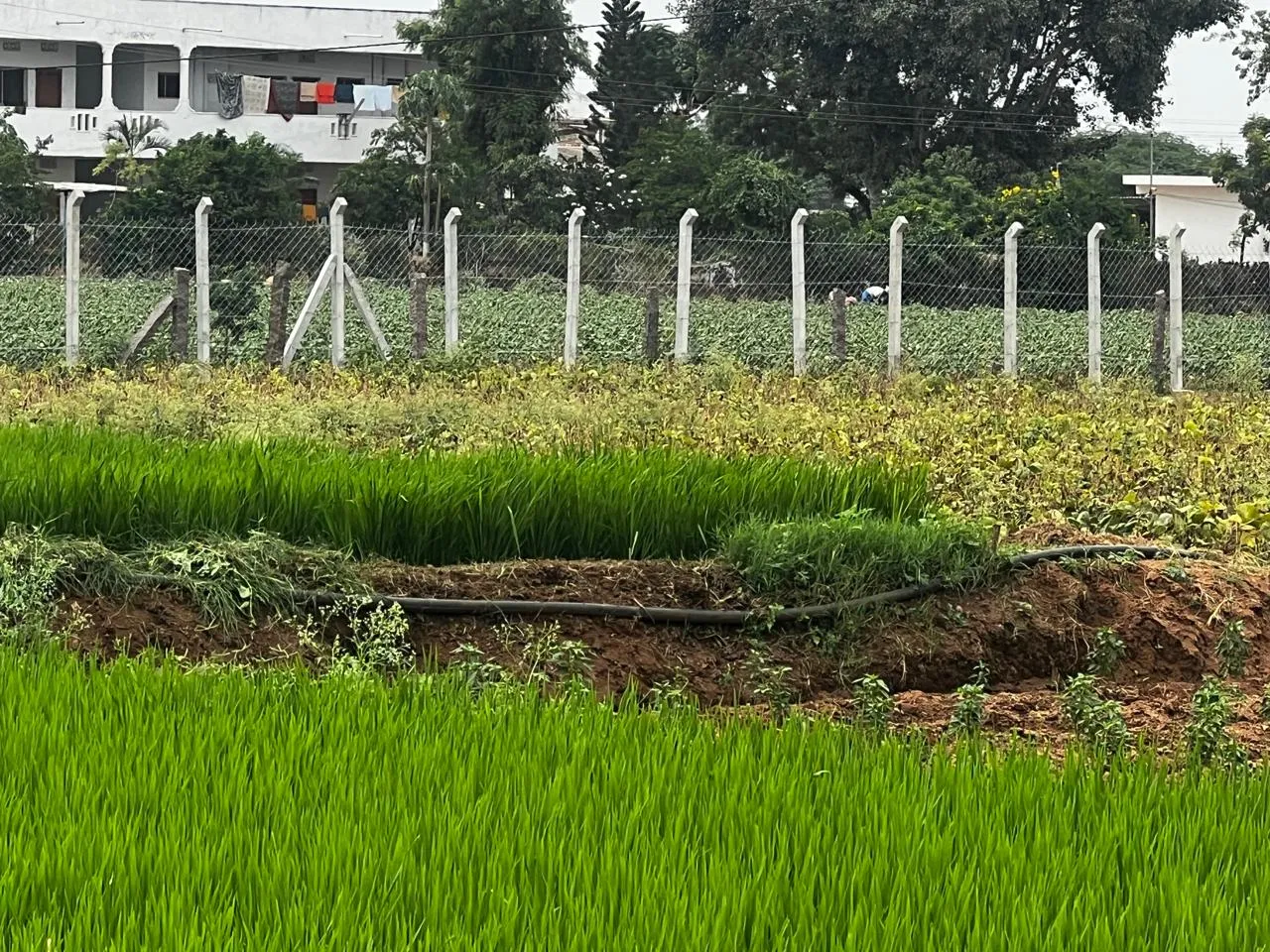 Chain link fencing with concrete posts along paddy fields