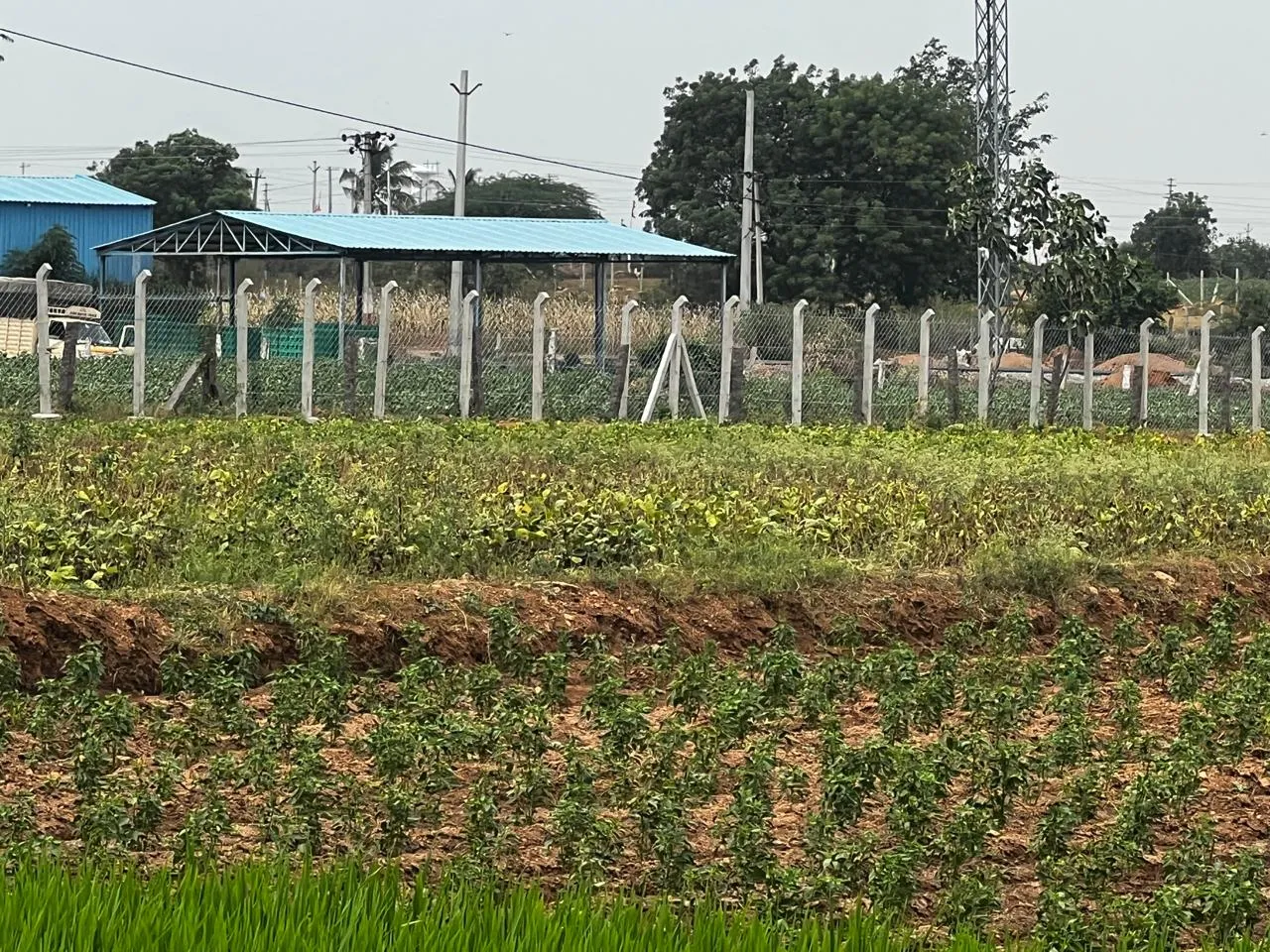 Chain link fencing around a farm compound